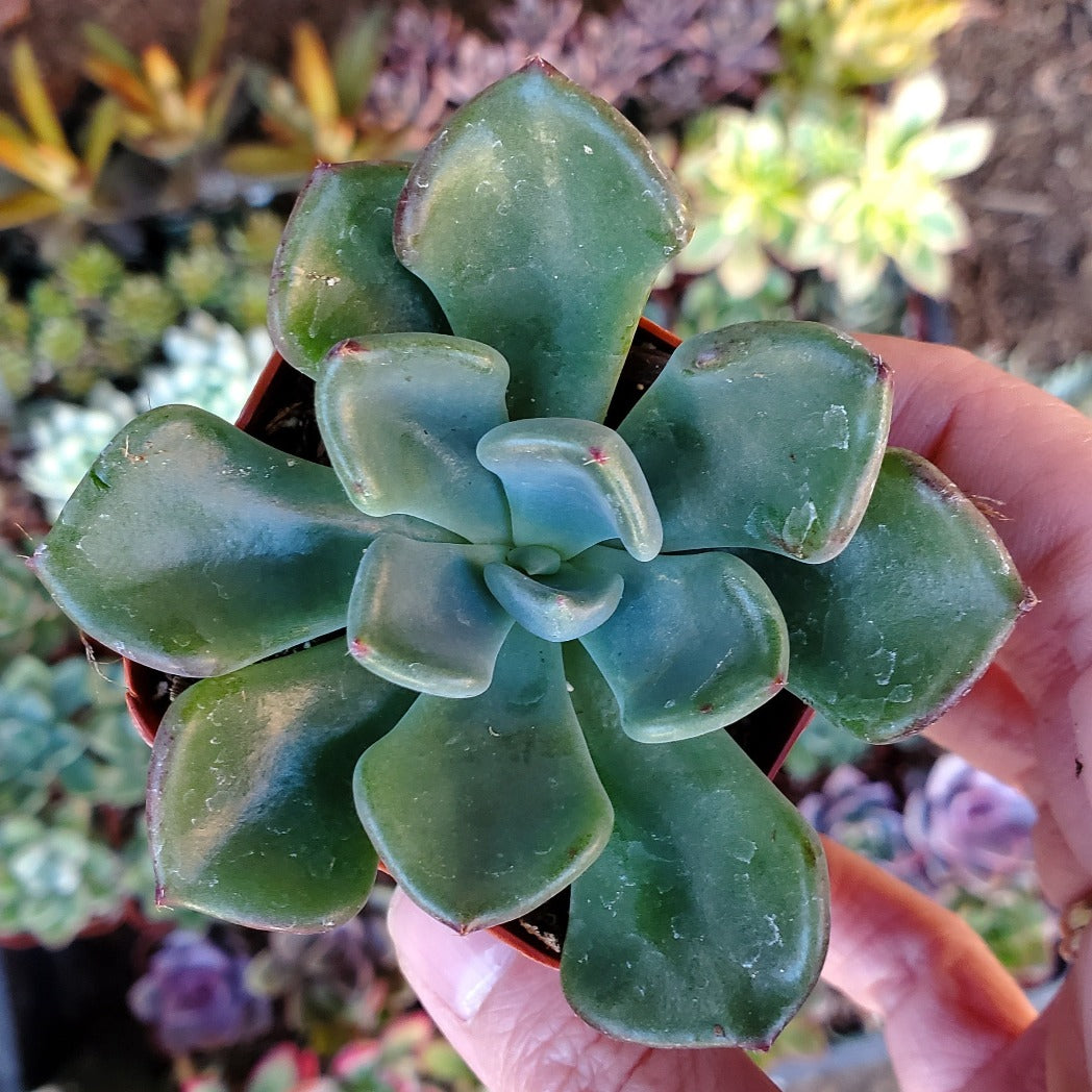 Echeveria 'Goochie'
